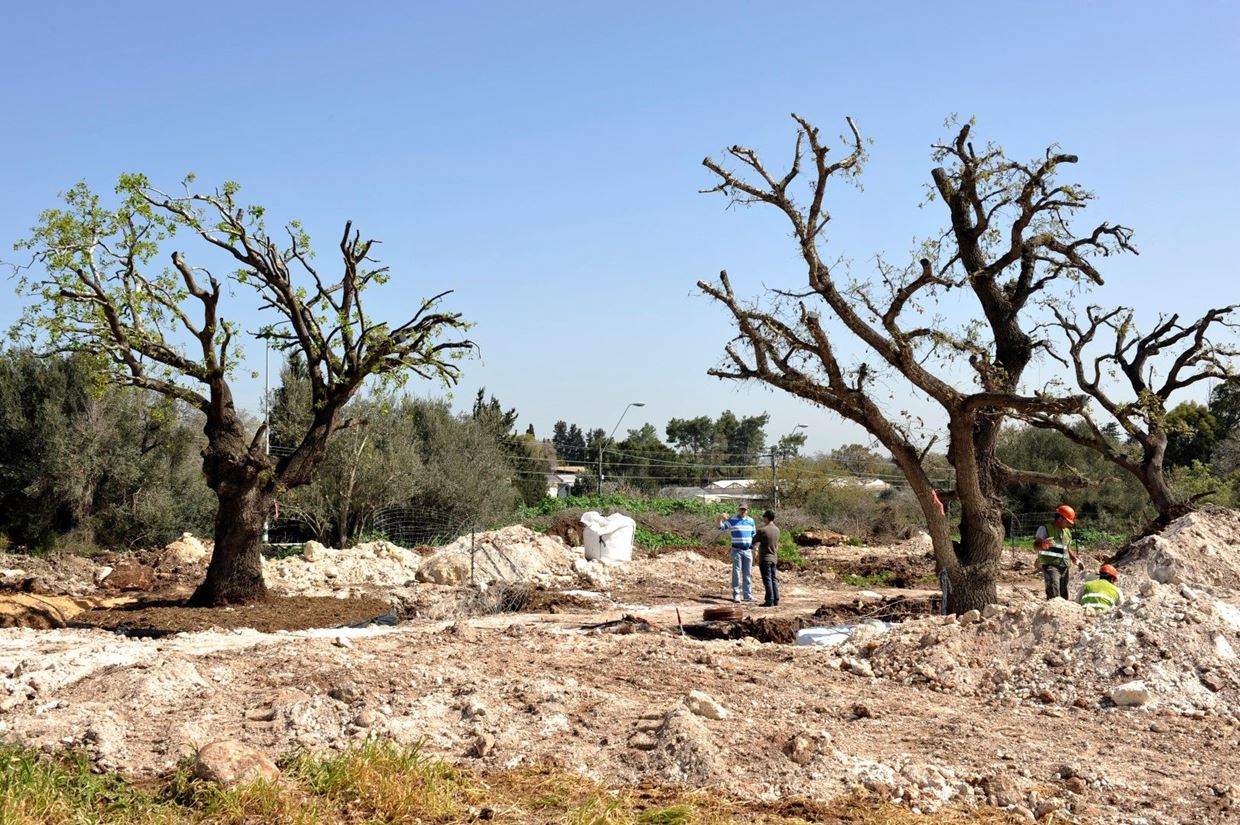 העתקת עצים עתיקים